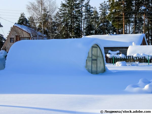 Janvier dans la serre froide