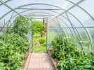 Juillet dans la serre froide