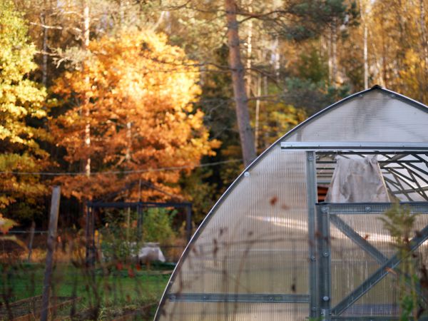 Novembre dans la serre froide
