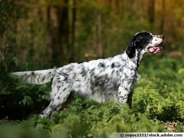 Le Setter Anglais, un chien d'arrêt très doux