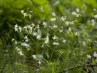 Silne pench, Silne attrape-mouche, Silene nutans