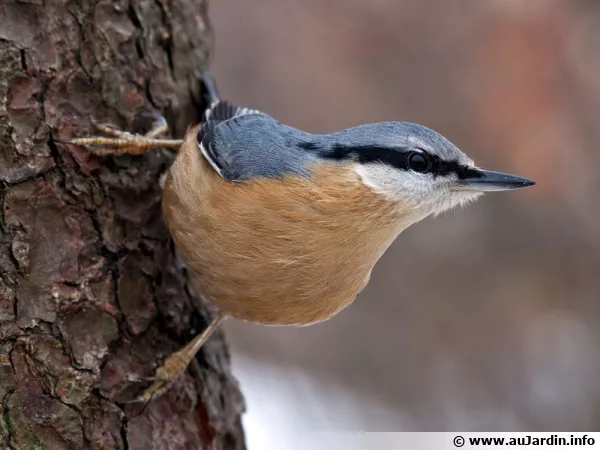 La Sittelle Torchepot (Sitta europaea), une acrobate de nos forêts