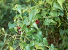 Salsepareille d'Europe, Liseron �pineux, Asperge du pauvre, Smilax aspera