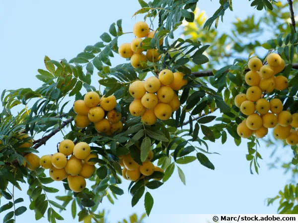 Cormier, Sorbier domestique, Sorbus domestica