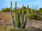 Cactus tuyaux d'orgue, Pitaya sucr, Stenocereus thurberi