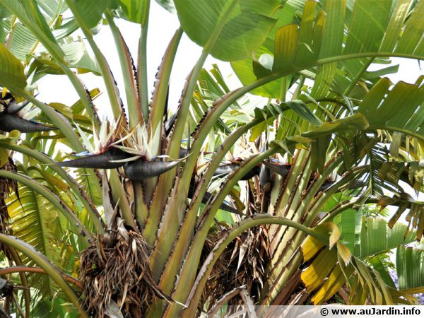 Oiseau du paradis sans feuille, Strelitzia juncea : planter, cultiver,  multiplier