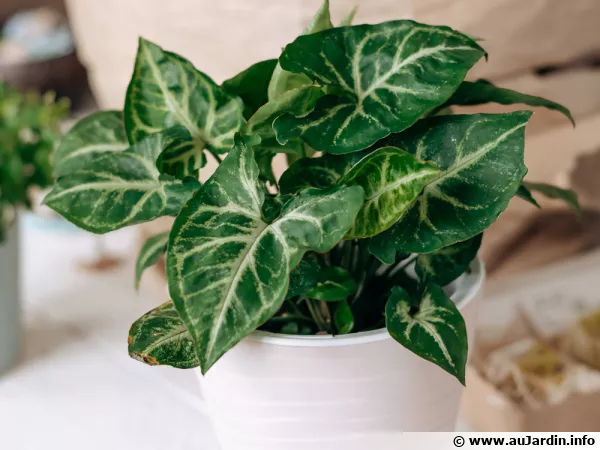 Patte-d'oie, Syngonium