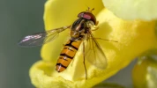 Le syrphe, ce sosie inoffensif de la gu�pe qui prot�ge naturellement votre jardin