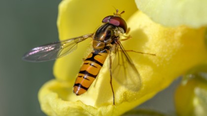 Le syrphe, ce sosie inoffensif de la gu�pe qui prot�ge naturellement votre jardin