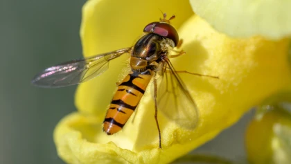 Le syrphe, ce sosie inoffensif de la gu�pe qui prot�ge naturellement votre jardin