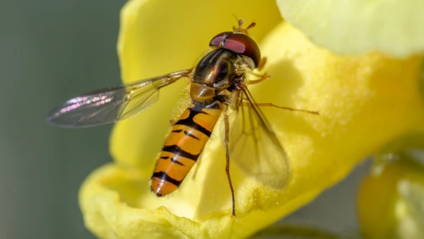 Le syrphe, ce sosie inoffensif de la gu�pe