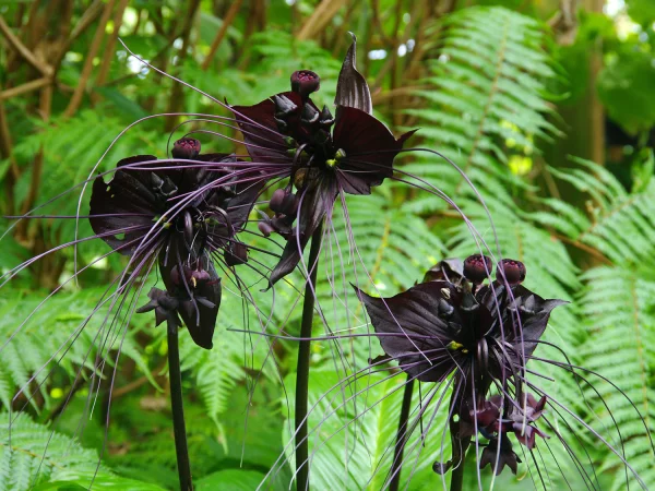 Tacca chantrieri