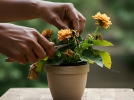 Bien tailler pour un jardin toujours en fleurs