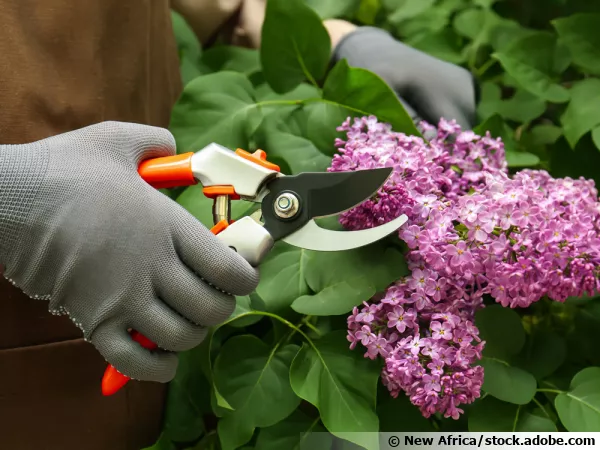 La taille du lilas aprs sa floraison au printemps
