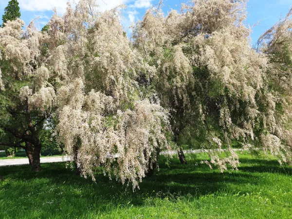 Tamaris d'été blanc, Tamarix ramosissima
