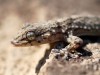 Tout savoir sur le gecko : le reptile alli� de vos nuits d'�t�