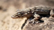 Tout savoir sur le gecko : le reptile alli� de vos nuits d'�t�