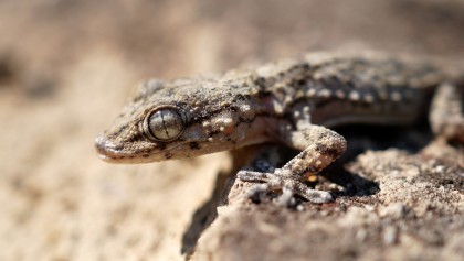 Tout savoir sur le gecko : le reptile alli� de vos nuits d'�t�