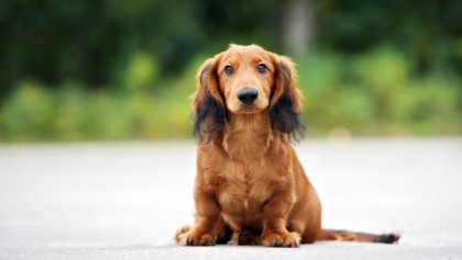 Le teckel : un chien saucisse obstin� mais attachant