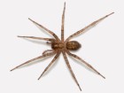 T�g�naire domestique : qui est cette araign�e impressionnante et comment l'�loigner ?