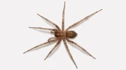 T�g�naire domestique : qui est cette araign�e impressionnante et comment l'�loigner ?