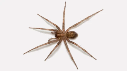 T�g�naire domestique : qui est cette araign�e impressionnante et comment l'�loigner ?