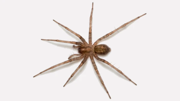 La t�g�naire domestique (Tegenaria domestica)
