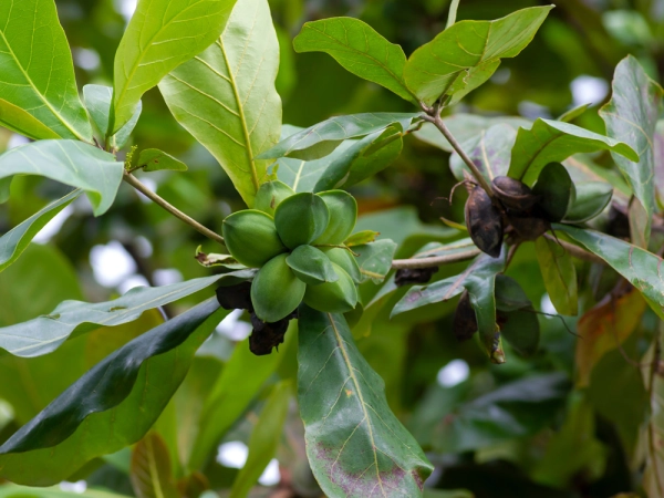 Feuilles et fruits sur Terminalia catappa, l'amandier de mer