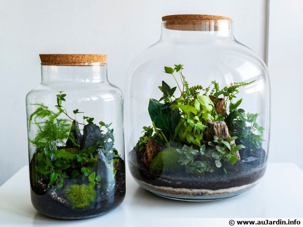 Des plantes en bouteilles ou terrariums