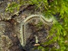La chenille processionnaire du chne, une menace pour les arbres et la sant