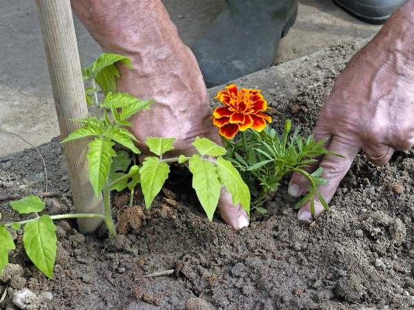 Tomate, les bonnes et mauvaises associations de plantes