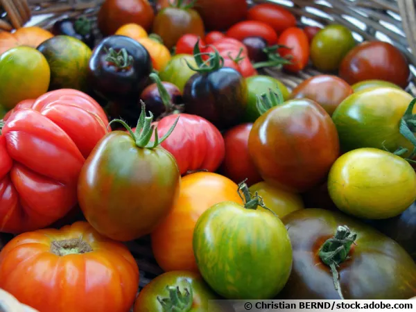 Panier de tomates anciennes