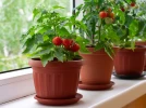 Planter la tomate cerise en pot