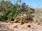 La tortue d'Hermann, embl�me de la faune m�diterran�enne