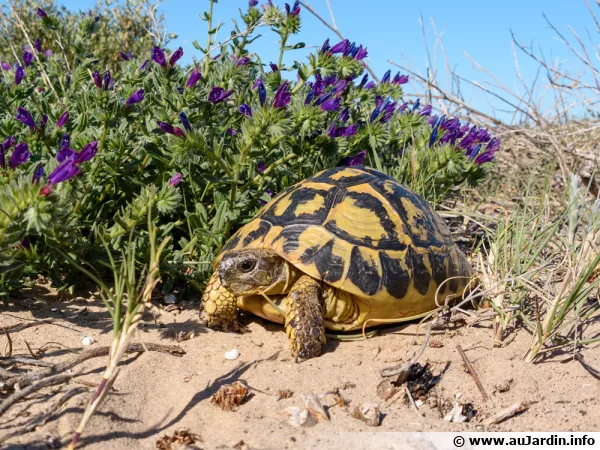 La tortue d'Hermann, emblme de la faune mditerranenne