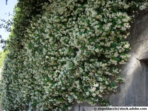 Le faux jasmin (Trachelospermum jasminoides)