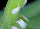 L'aleurode, une invasive mouche blanche