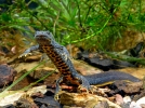 Triturus cristatus, le triton crt ou triton  crte