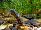 Triturus cristatus, le triton cr�t� ou triton � cr�te