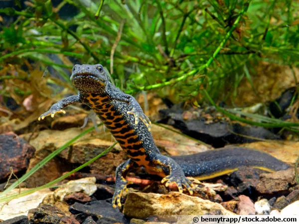 Triturus cristatus, le triton crêté ou triton à crête