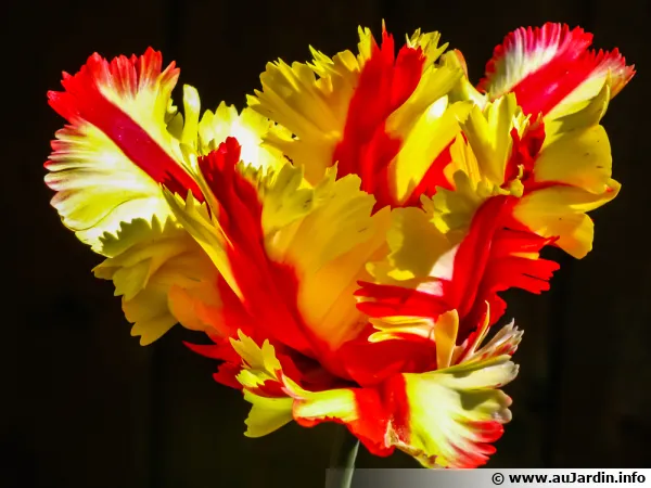 Tulipe Perroquet double Flaming Parrot, Tulipa