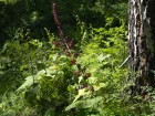 Vratre noir, Veratrum nigrum