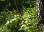 Vératre noir, Veratrum nigrum