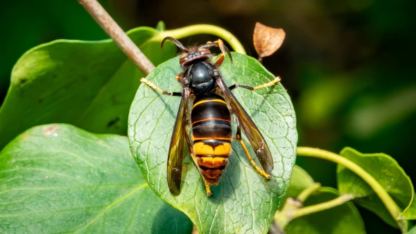 Un frelon asiatique pos&eacute;