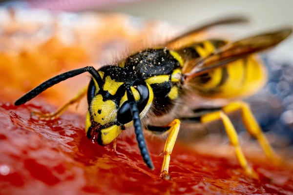 Gu�pe germanique (Vespula germanica)