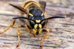 Gu�pe commune (Vespula vulgaris) : son v�ritable r�le dans la nature