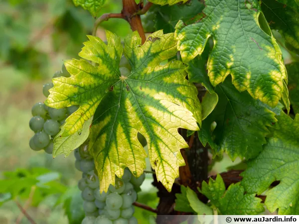 Deficience de fer et d'azote pour cette vigne