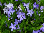 Grande pervenche, Vinca major