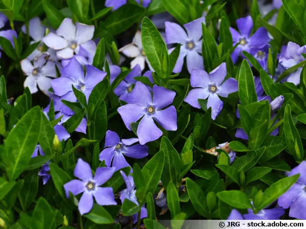 Grande pervenche, Vinca major