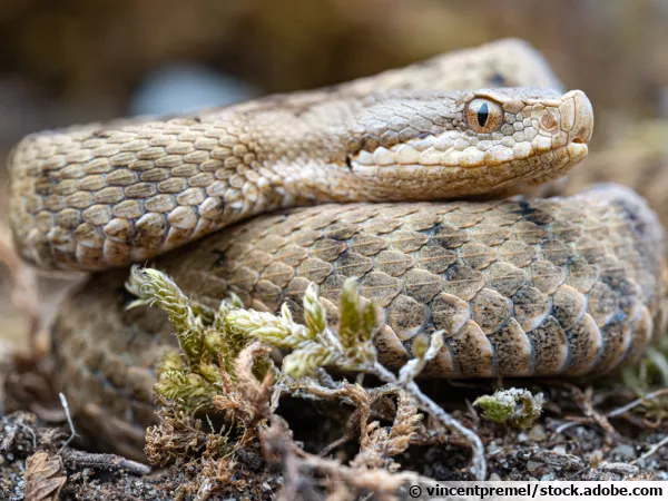 Une jeune vipère aspic, Vipera aspis